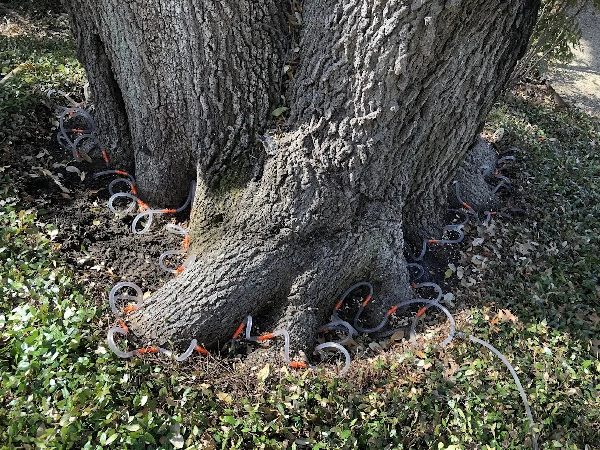 Detailed Tree Cabling and Bracing job site in West Stockbridge